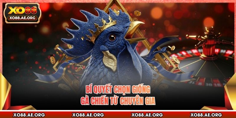Bí quyết chọn giống gà chiến từ chuyên gia