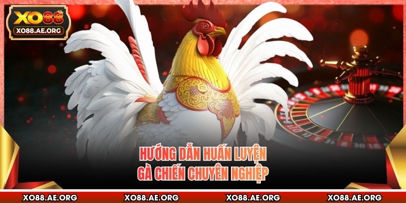 Hướng dẫn huấn luyện gà chiến chuyên nghiệp